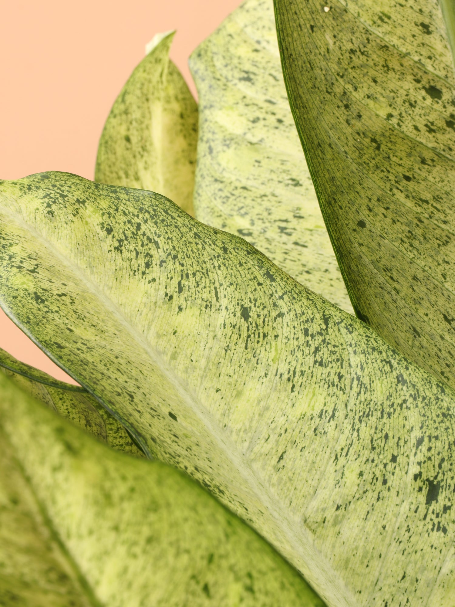 dieffenbachia camouflage rare Buy Dieffenbachia 'Camouflage' Online | Large Indoor Plant
