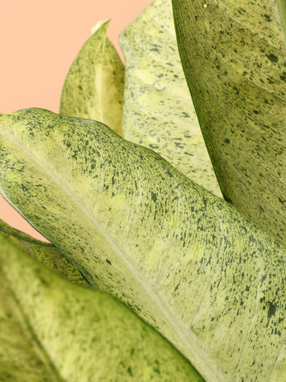 Large Dieffenbachia &