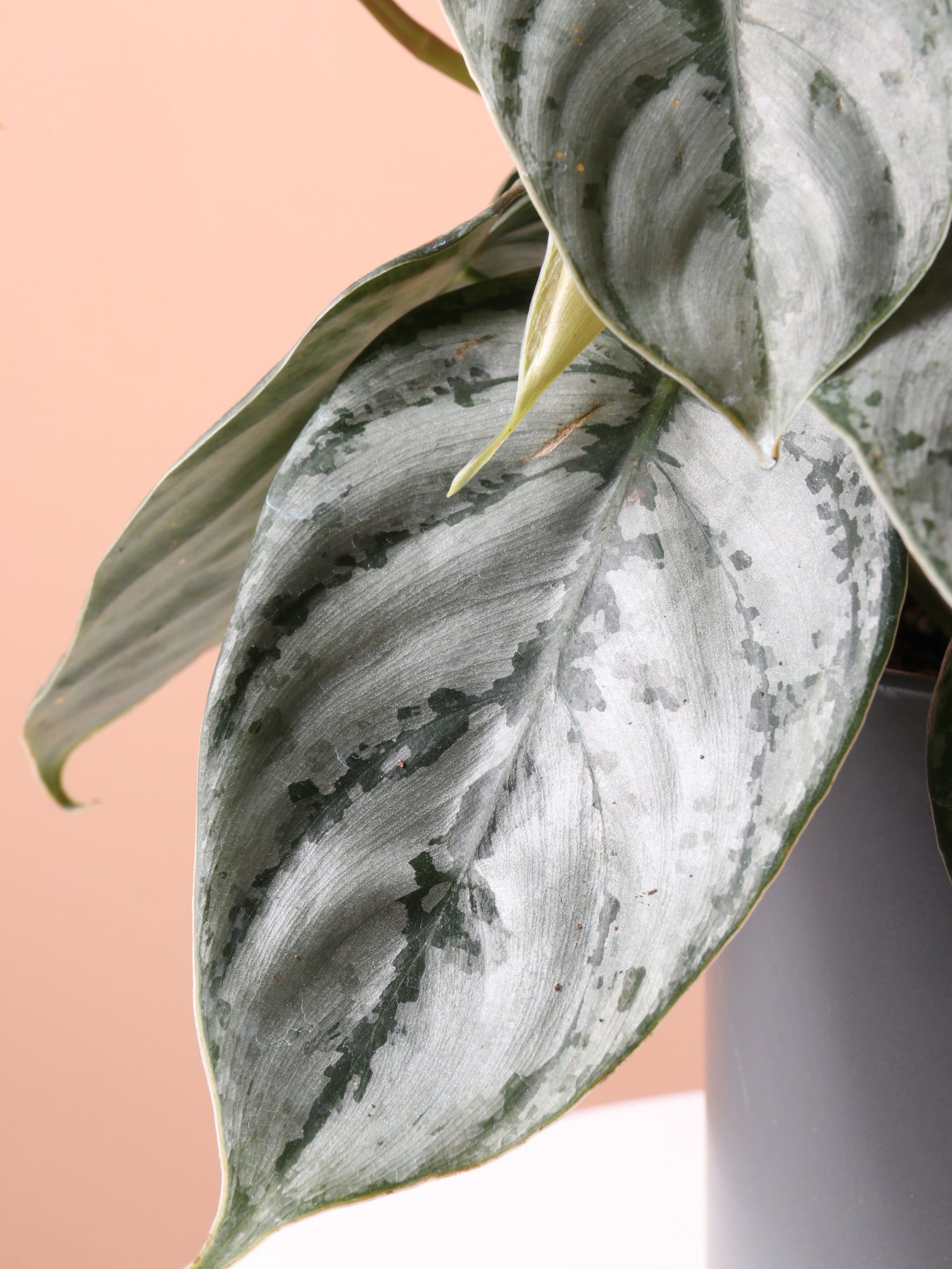 philodendron brandi Philodendron brandtianum 'Brandi' | House Plants