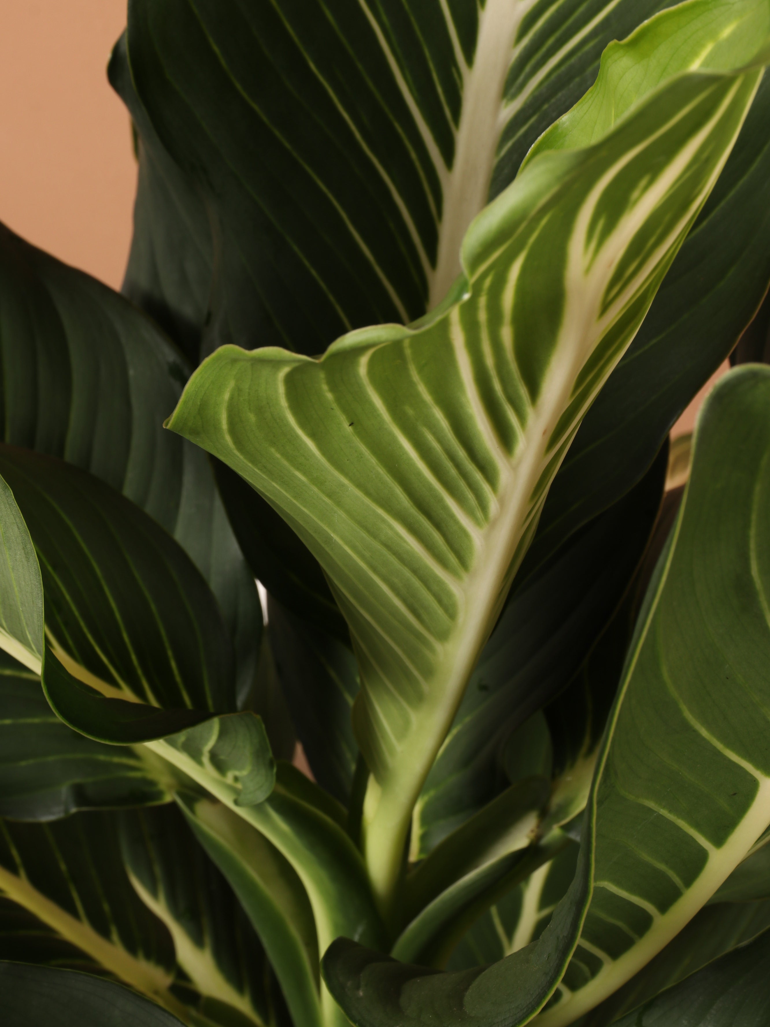 dieffenbachia new leaf 3-5 FT Dieffenbachia 'Sterling' – Dahing Plants