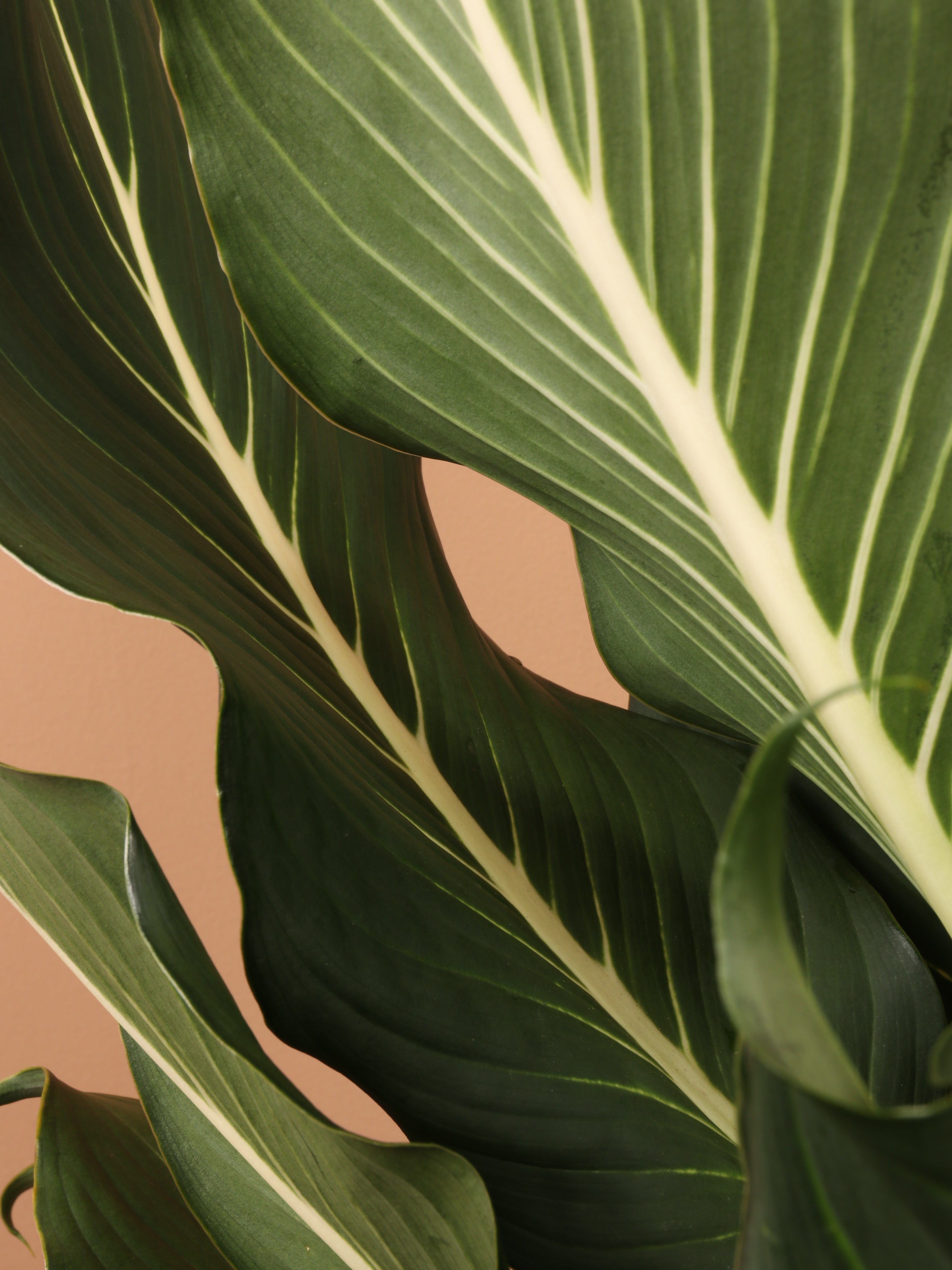 Large Dieffenbachia &