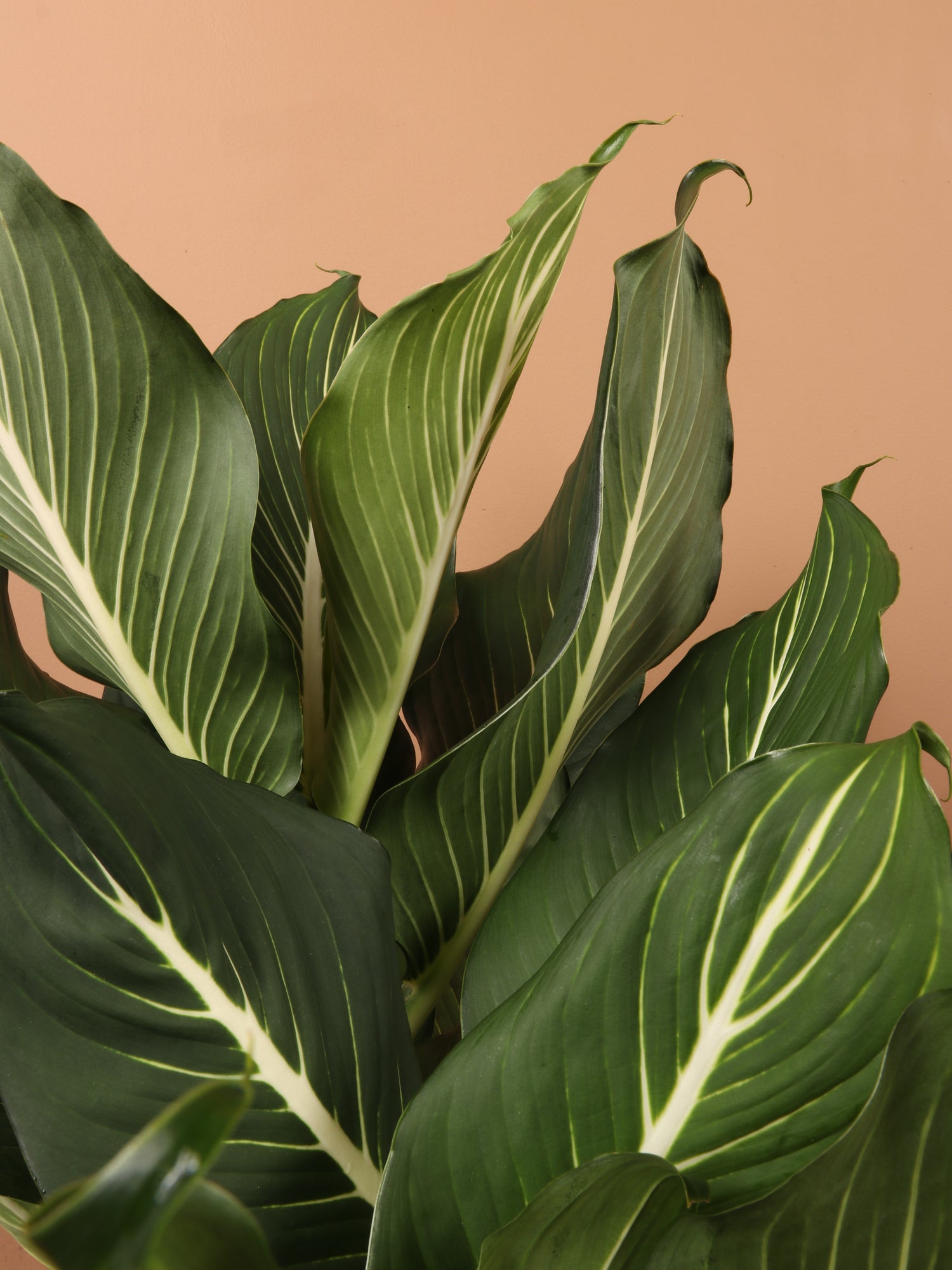 calathea dieffenbachia Large Dieffenbachia 'Sterling'
