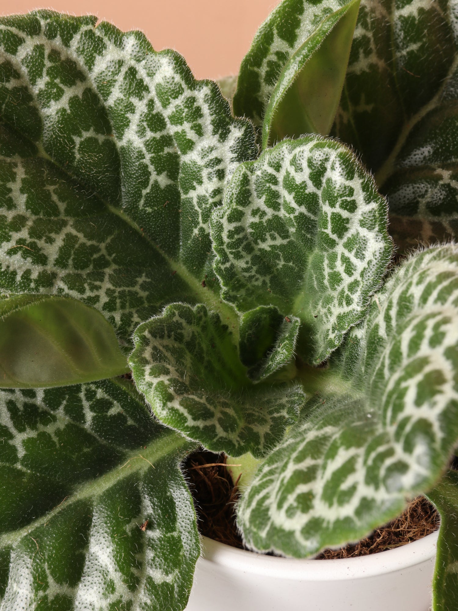Medium Pretty Turtle Plant (Streptocarpus &