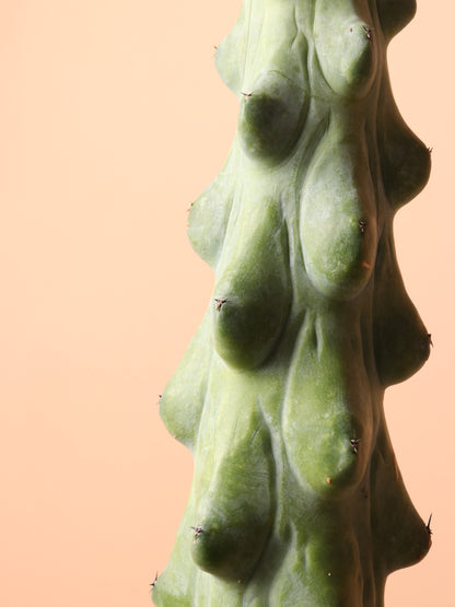 booby succulent Buy Medium Booby Cactus Online | Indoor Succulent