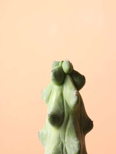 Medium Booby Cactus