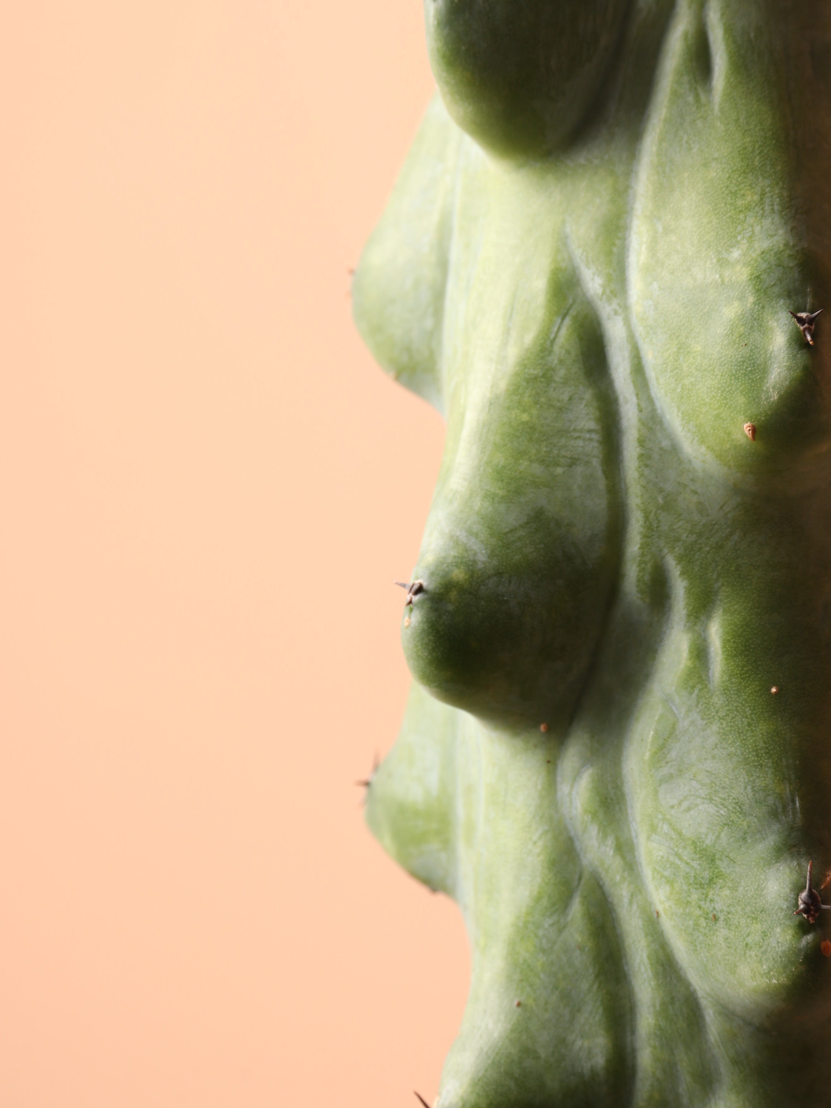 Medium Booby Cactus