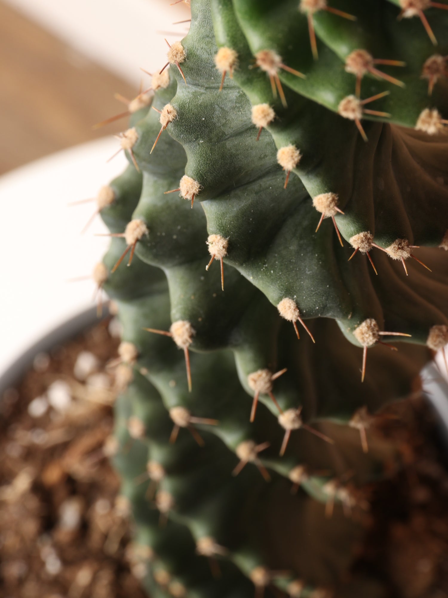 indoor spiral plant Buy Medium Spiral Cactus Online | Indoor Succulent