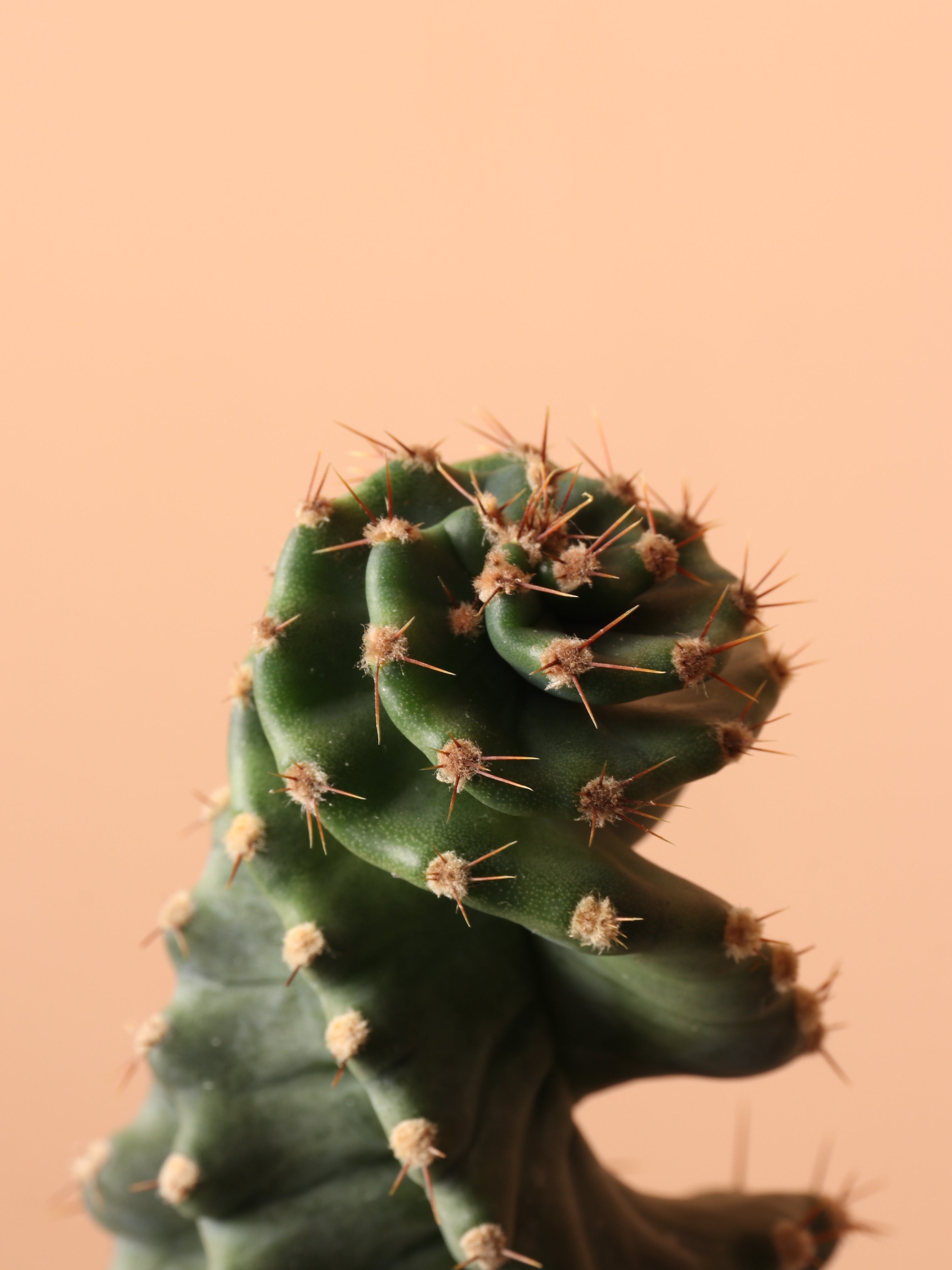 Medium Spiral Cactus