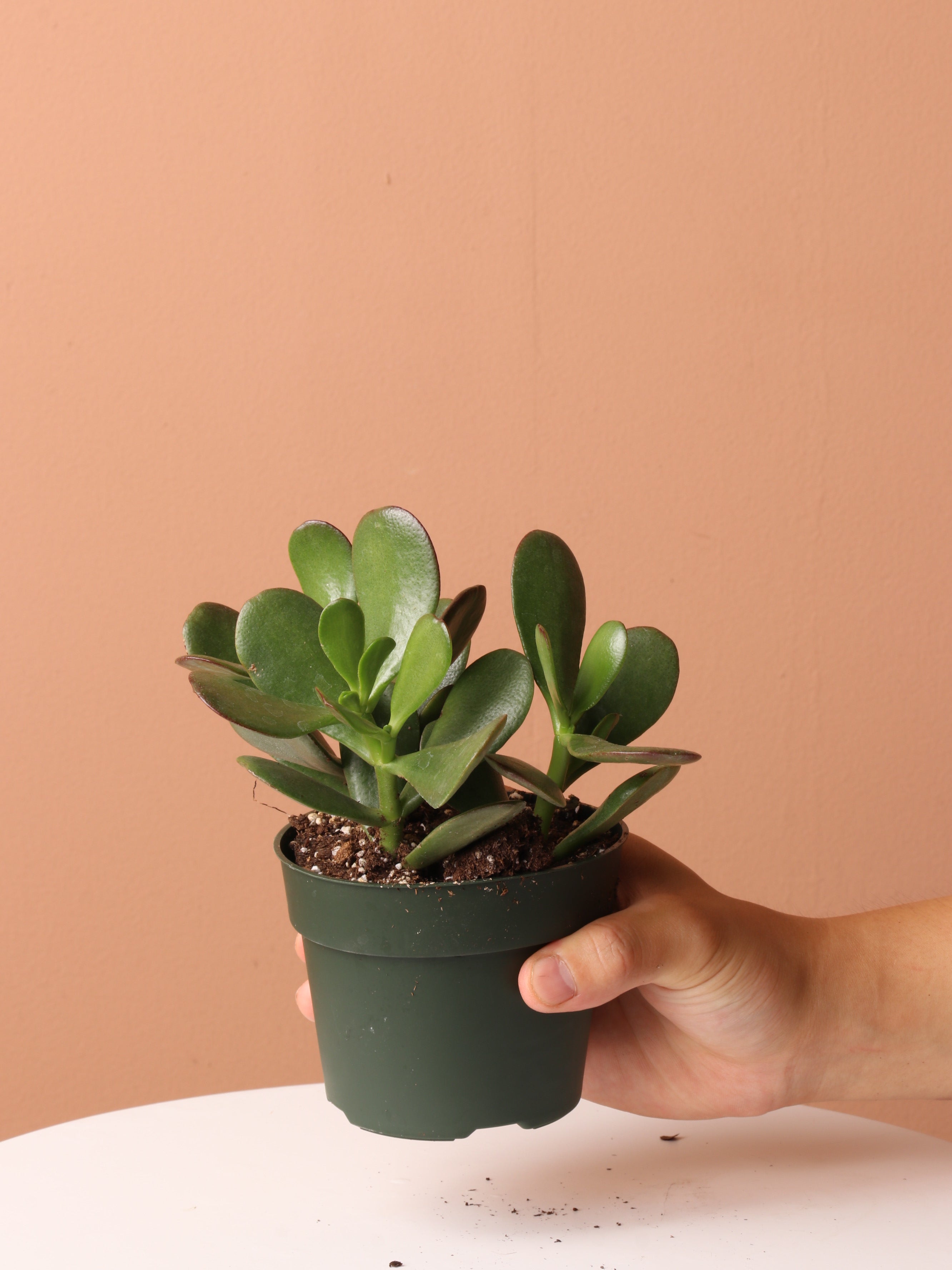 Lucky Plant Bundle