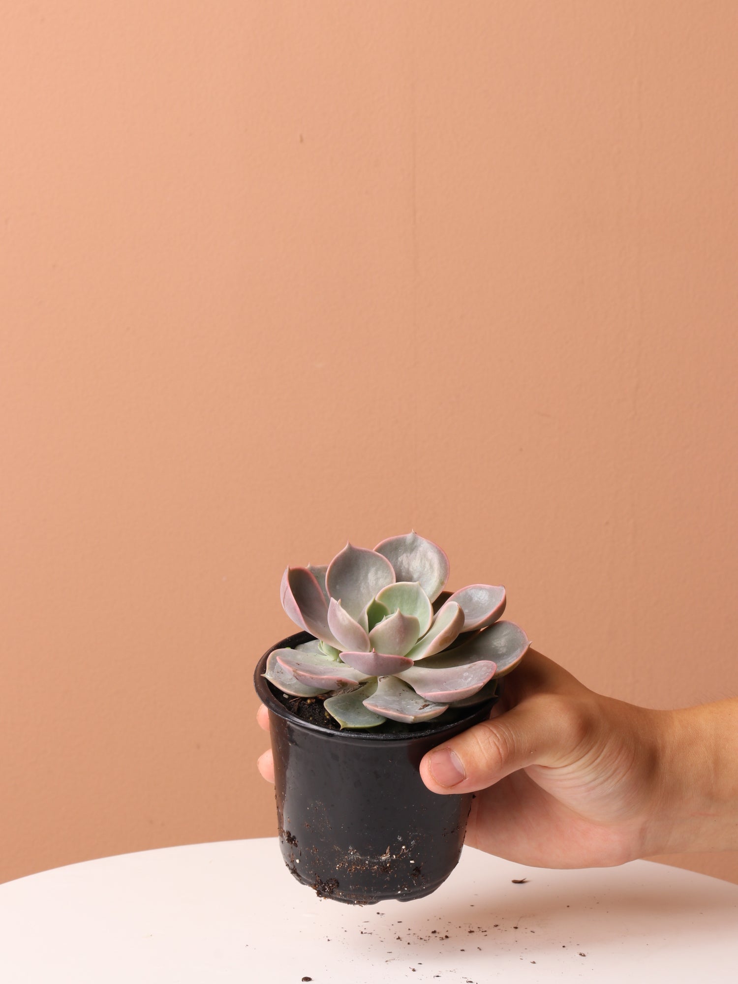 Cactus &amp; Succulent Bundle
