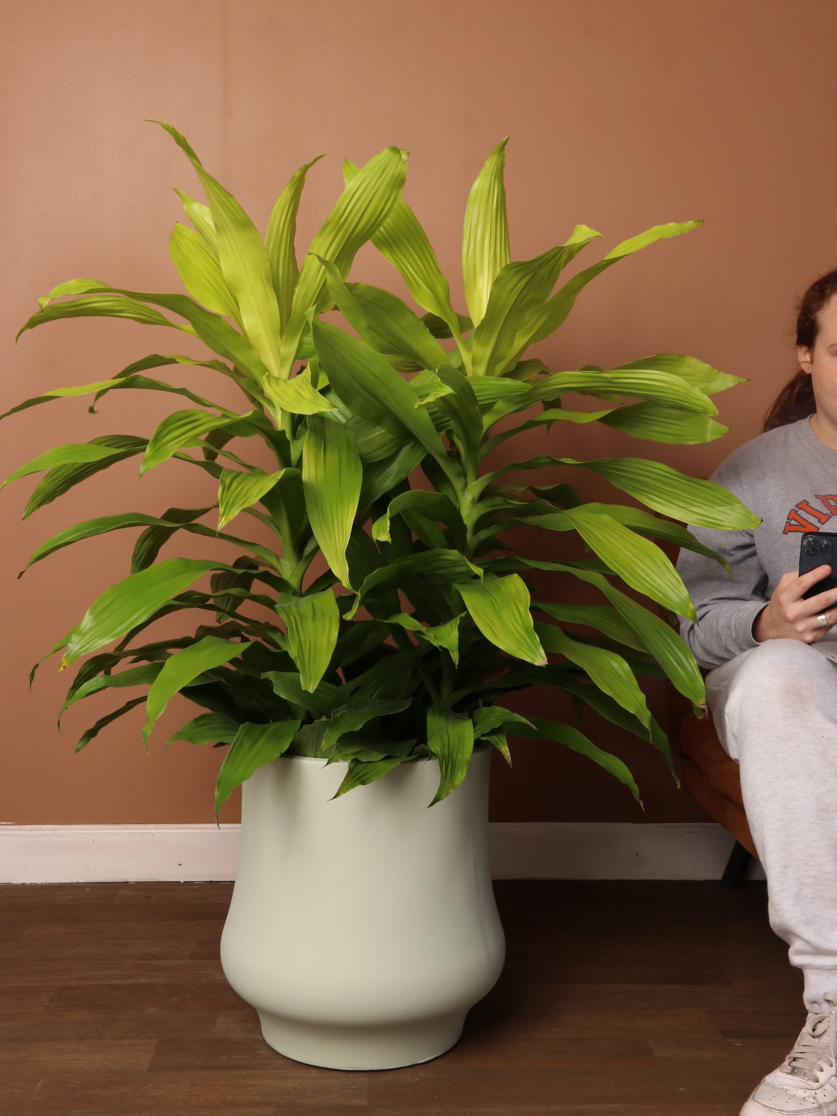 Large Dracaena Craig 'Limelight' Dahing Plants