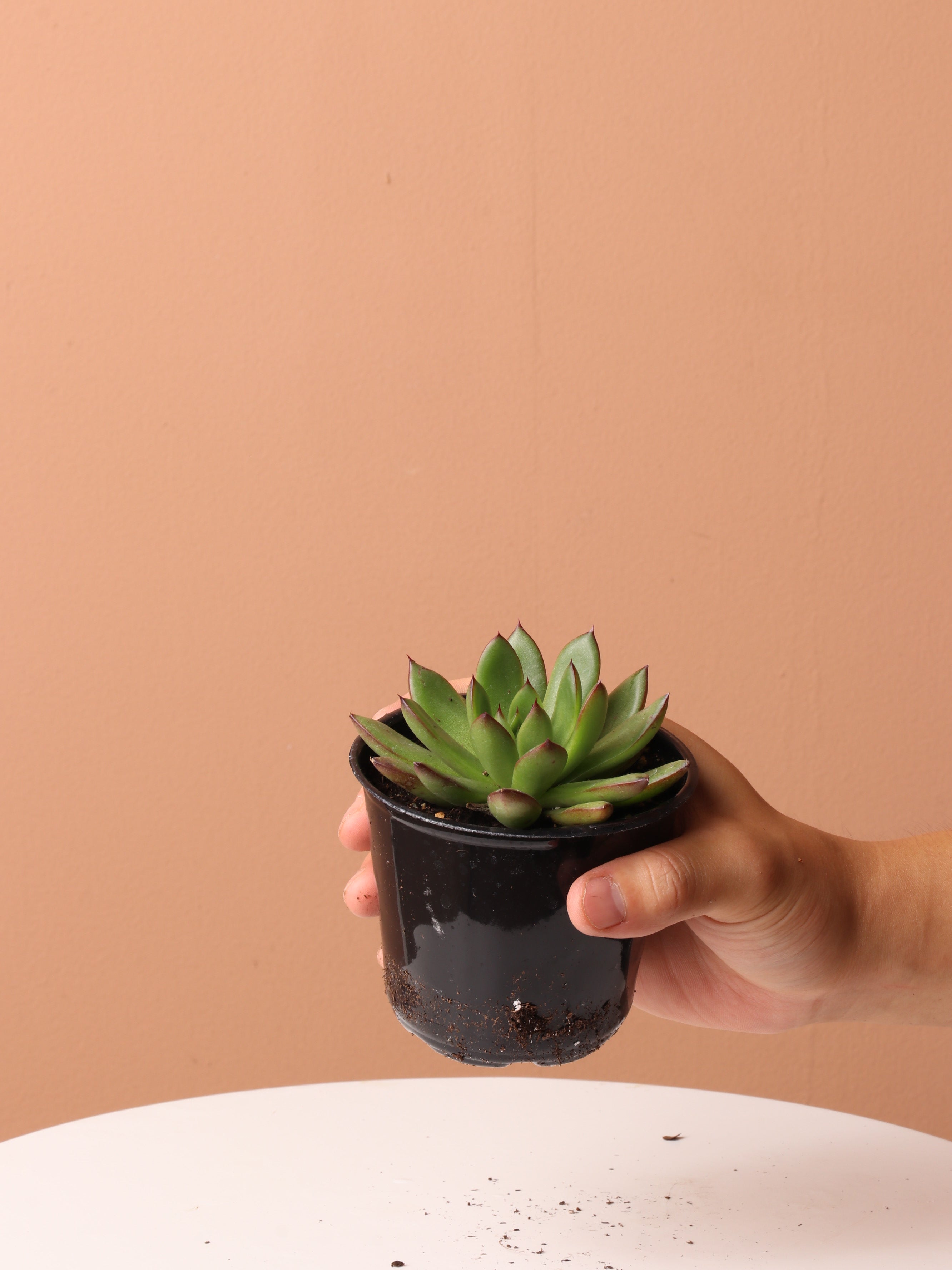 Cactus &amp; Succulent Bundle