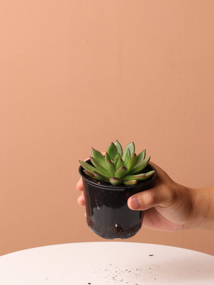 Cactus &amp; Succulent Bundle