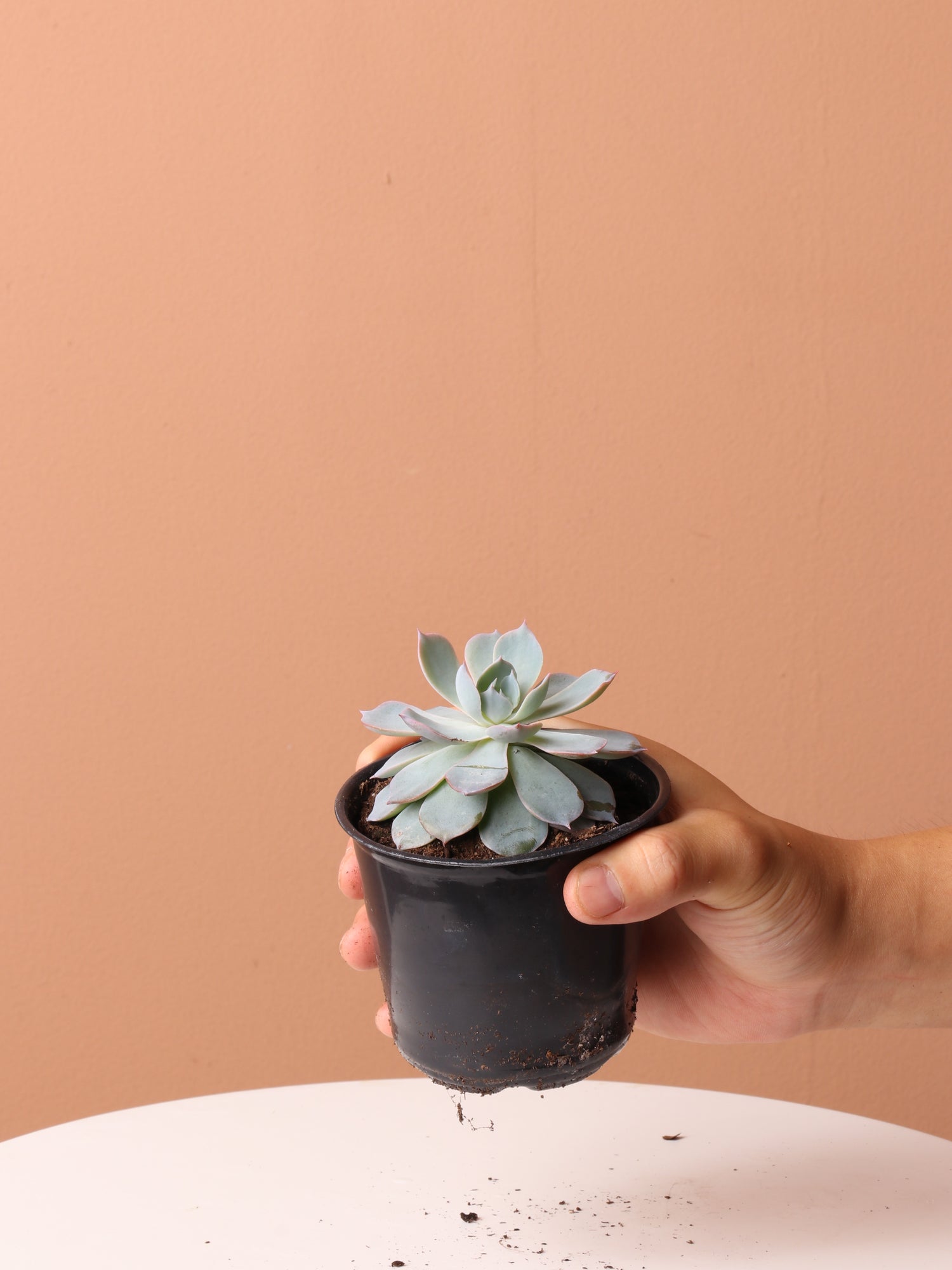 Cactus &amp; Succulent Bundle