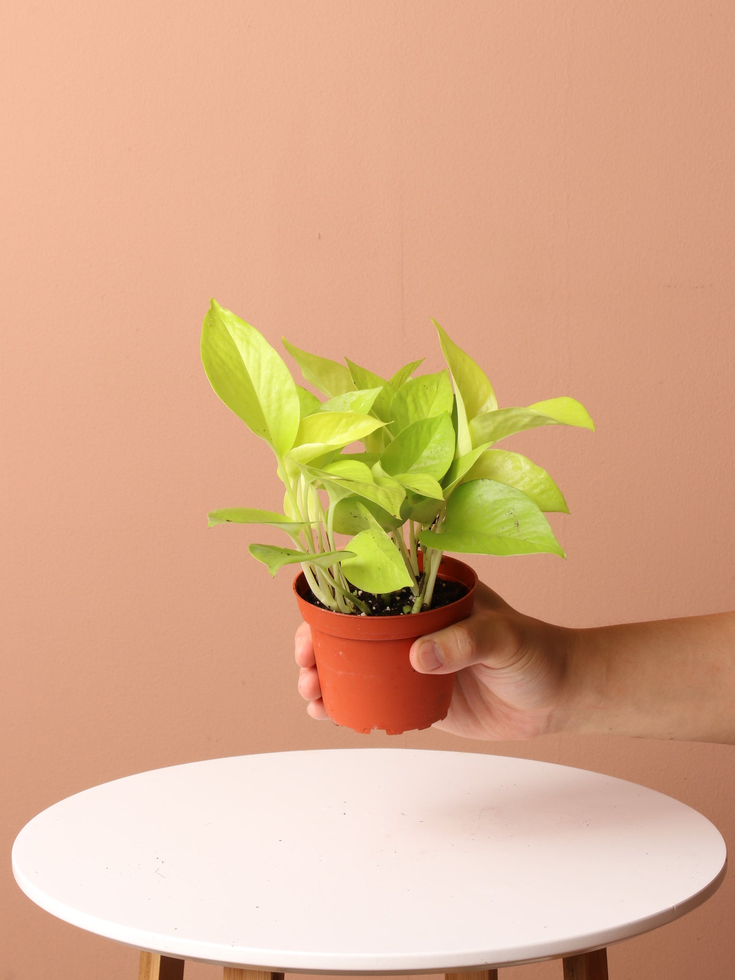 easy care pot plants Easy Care Plant Bundle – Dahing Plants