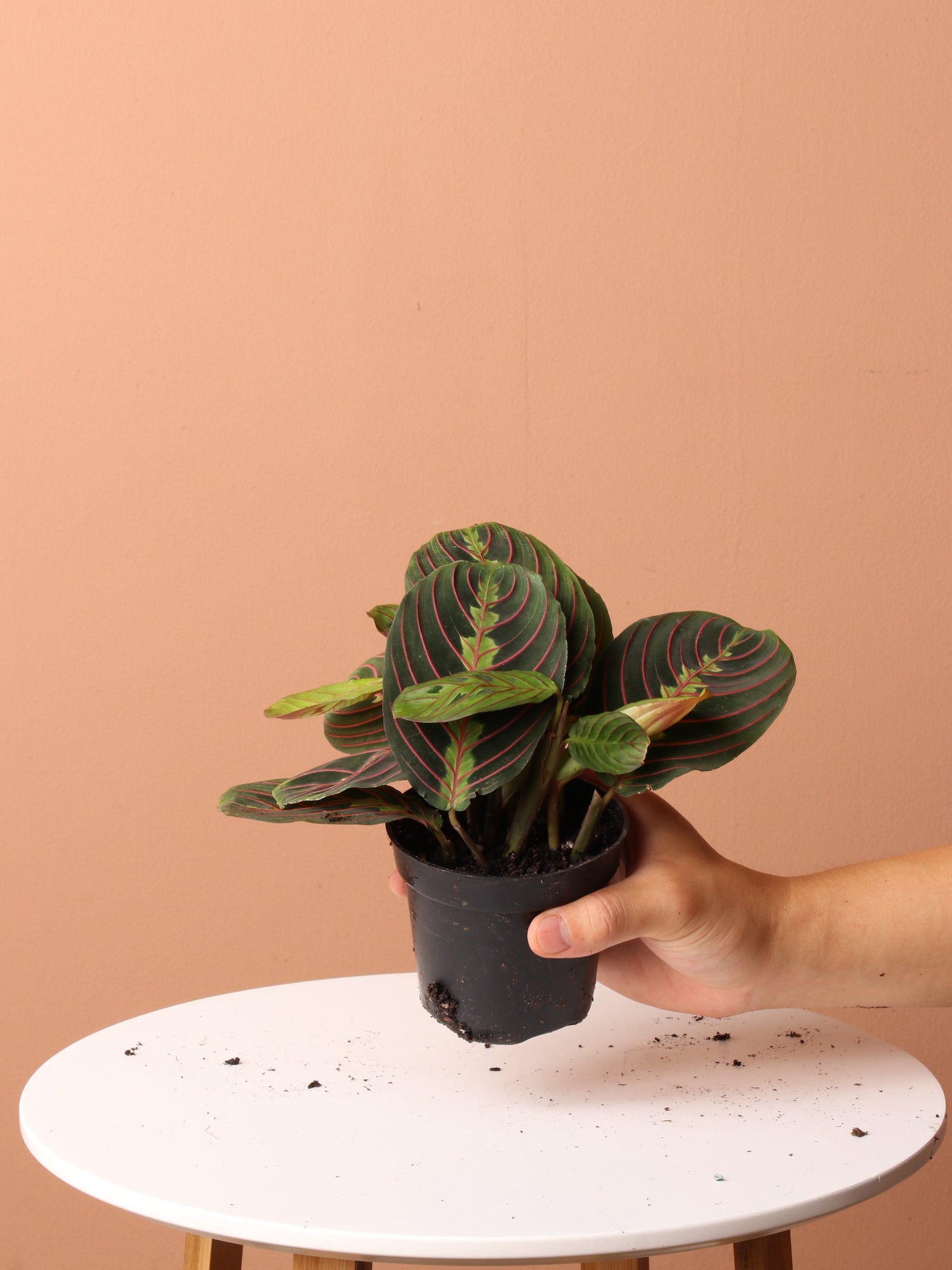 Pet-friendly Plant Bundle