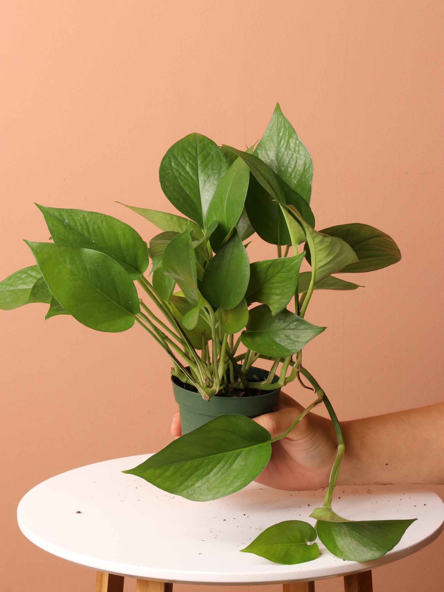 Low Light Plant Bundle – Dahing Plants