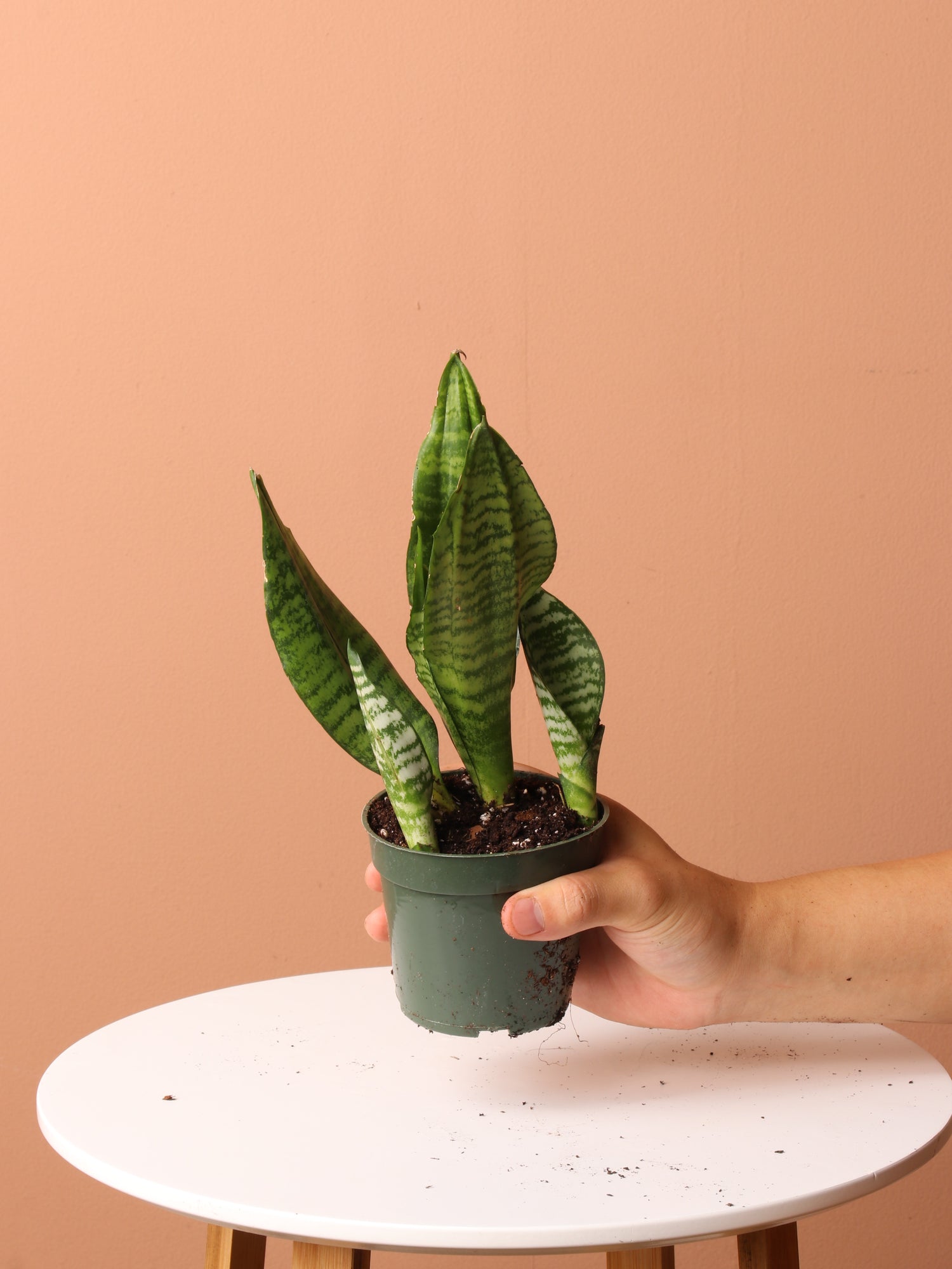easy care plant snake plant Easy Care Plant Bundle – Dahing Plants