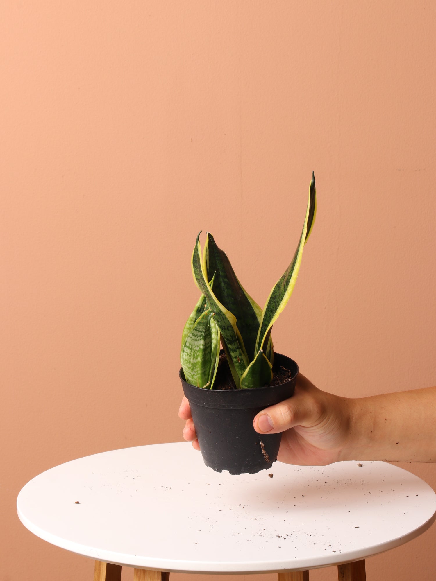 snake plant care coffee Easy Care Plant Bundle – Dahing Plants