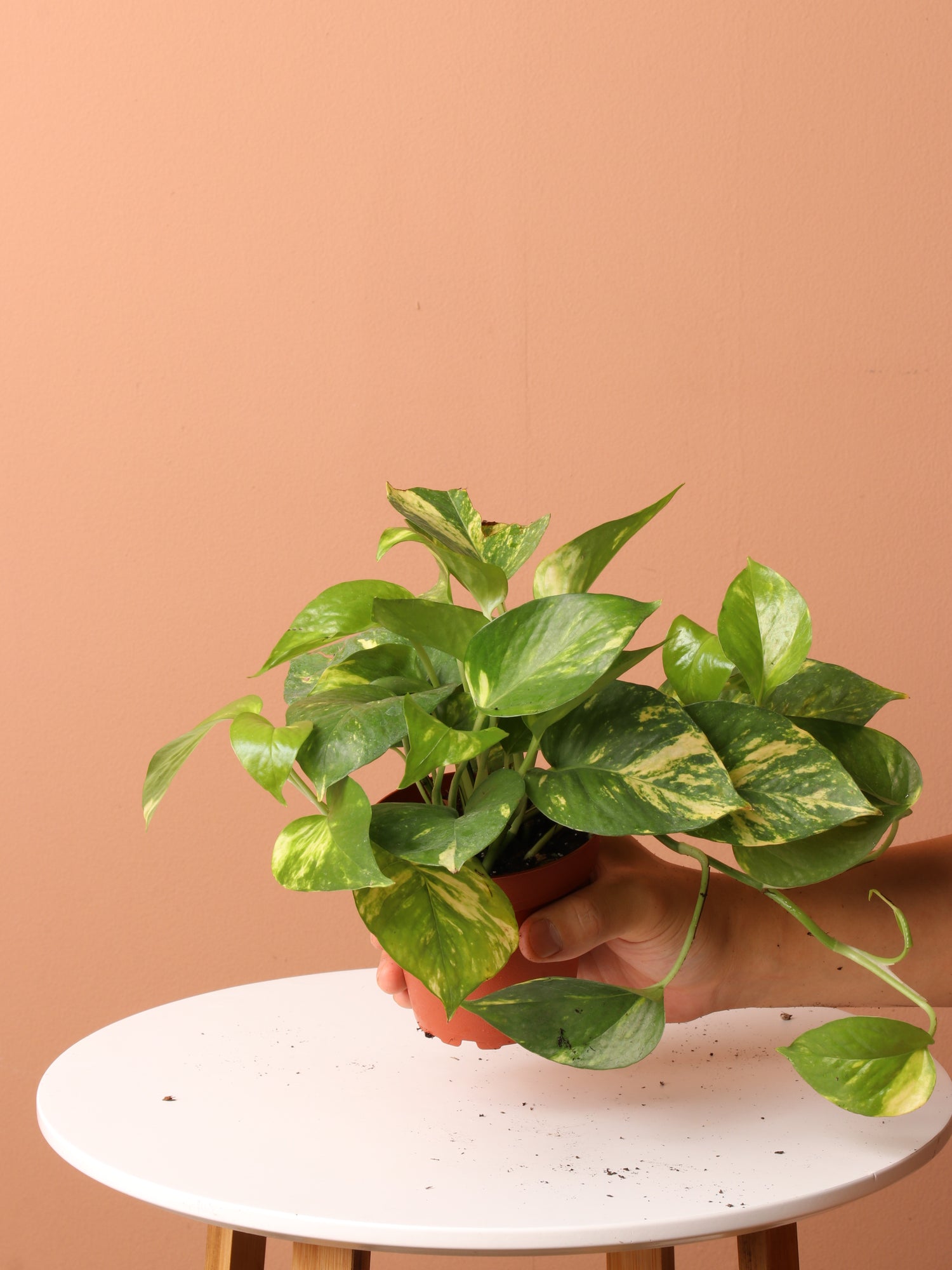 pothos bundle Low Light Plant Bundle – Dahing Plants