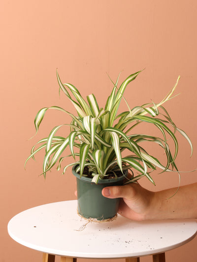 Easy Care Plant Bundle