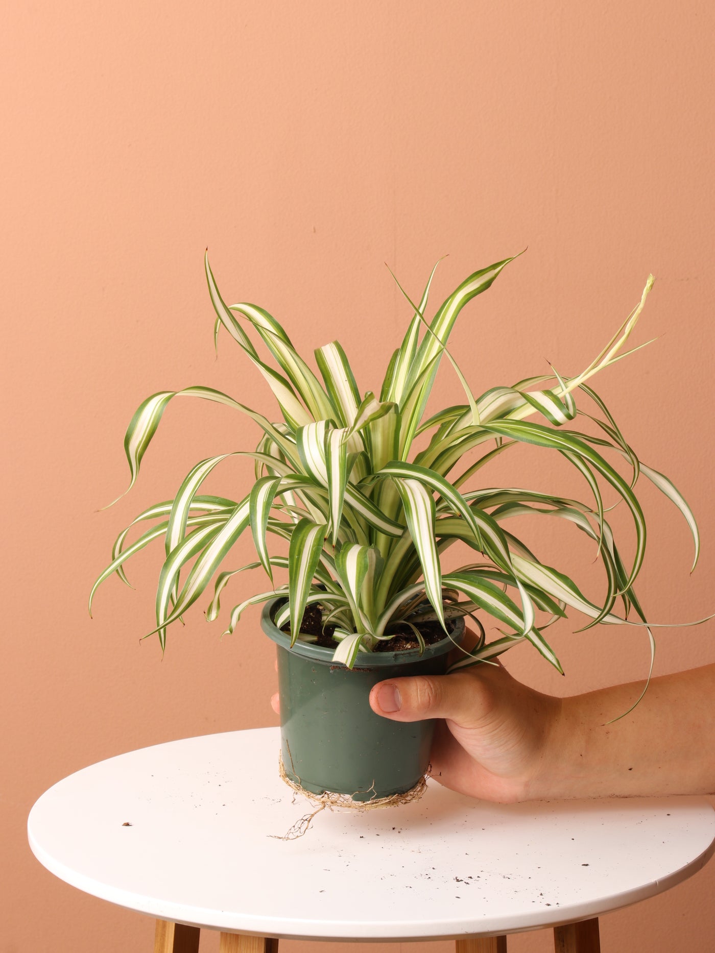 Pet-friendly Plant Bundle