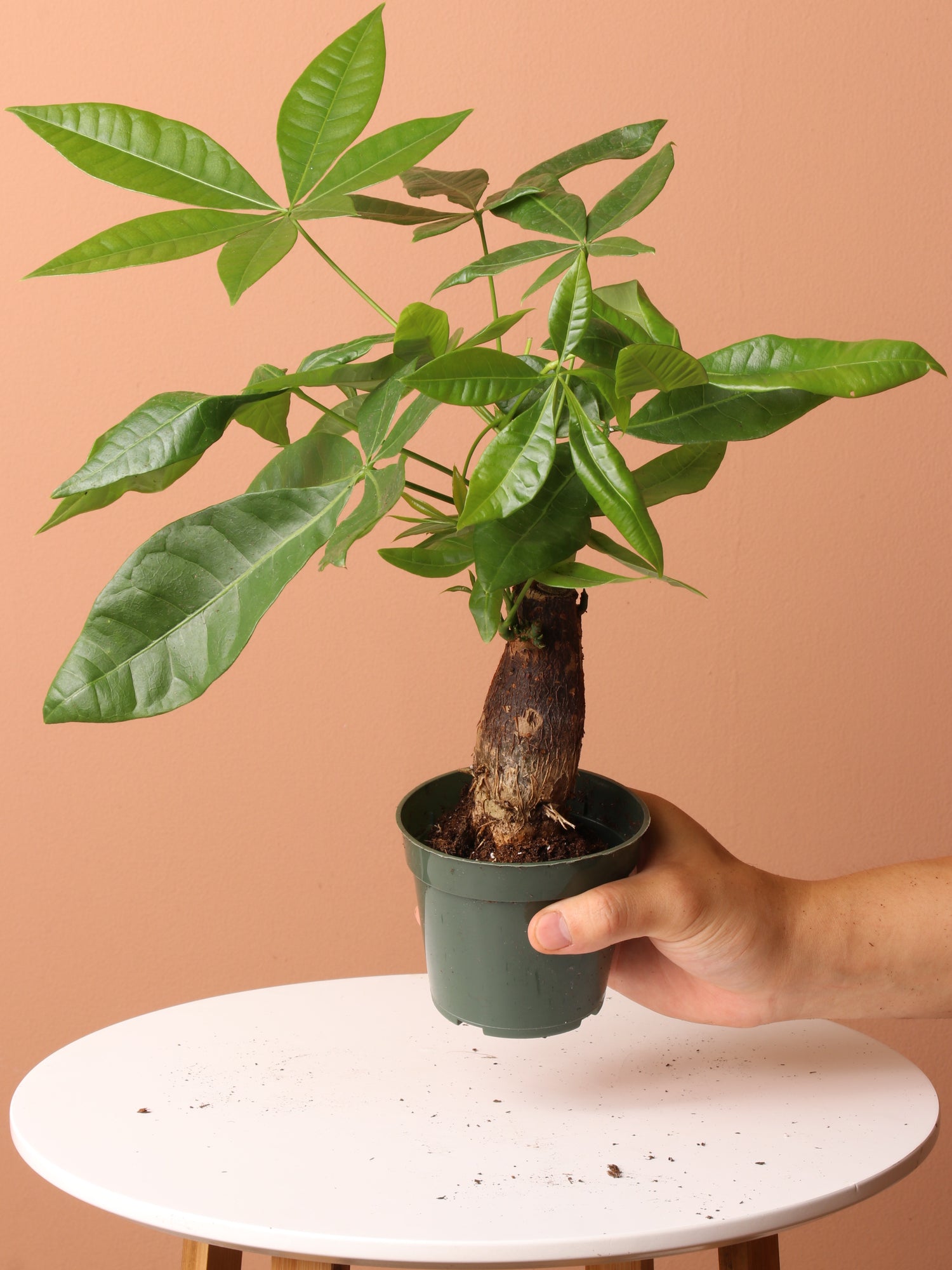 lucky tree indoor plant Lucky Plant Bundle – Dahing Plants