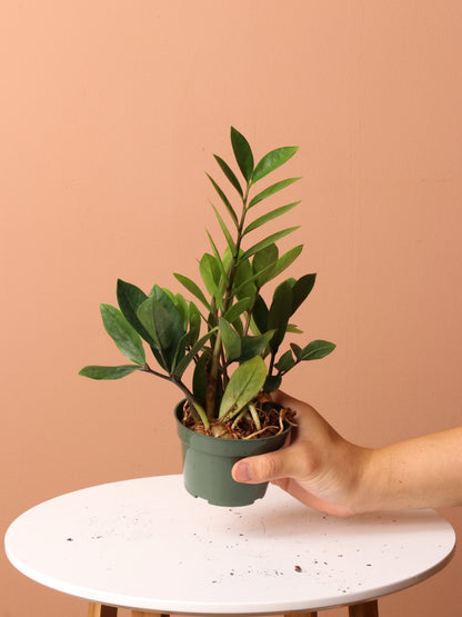 Lucky Plant Bundle