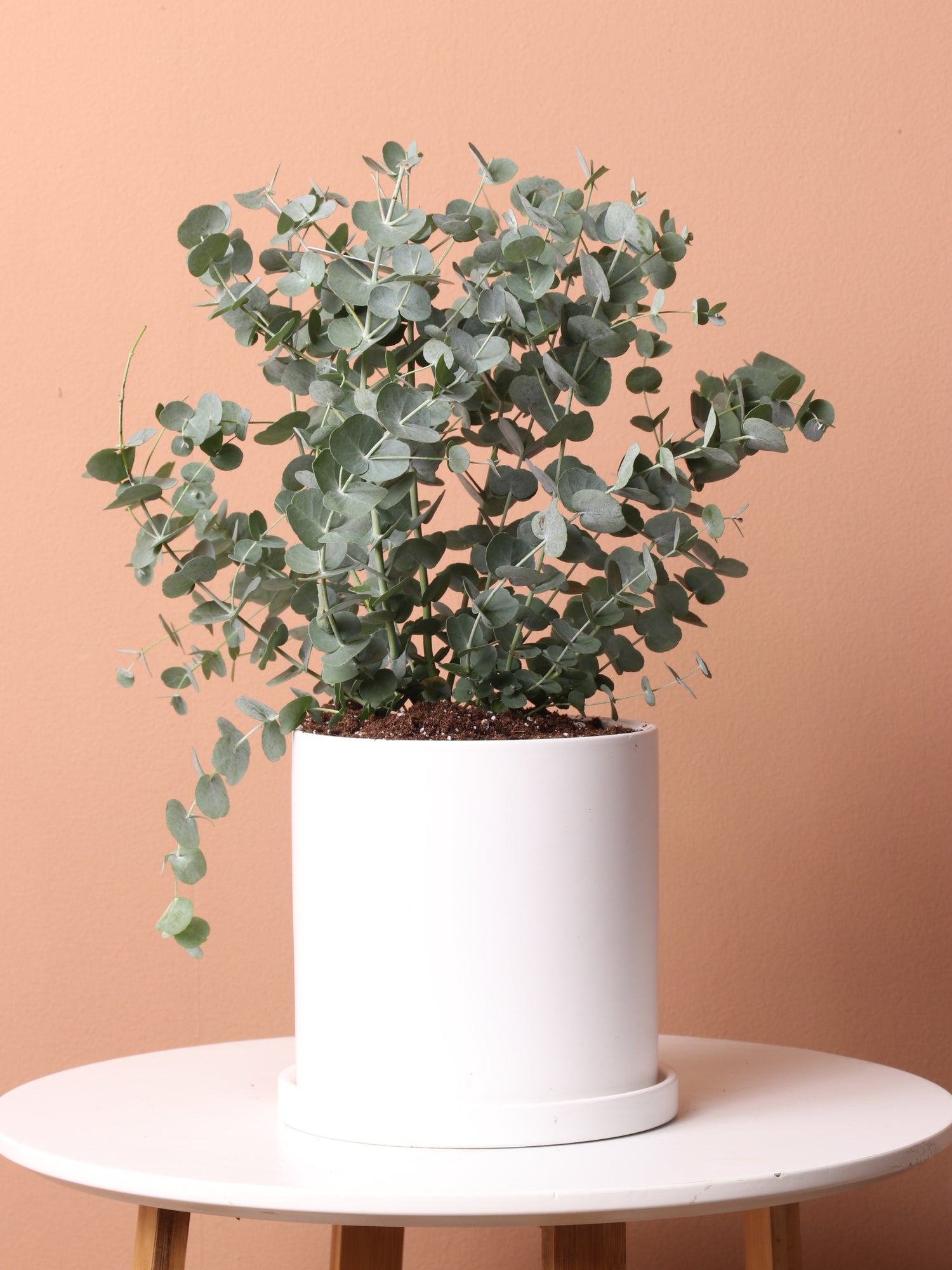 indoor dollar plant Medium Silver Dollar Plant (Eucalyptus)