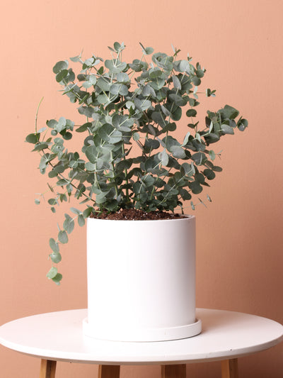 Medium Silver Dollar Plant (Eucalyptus)