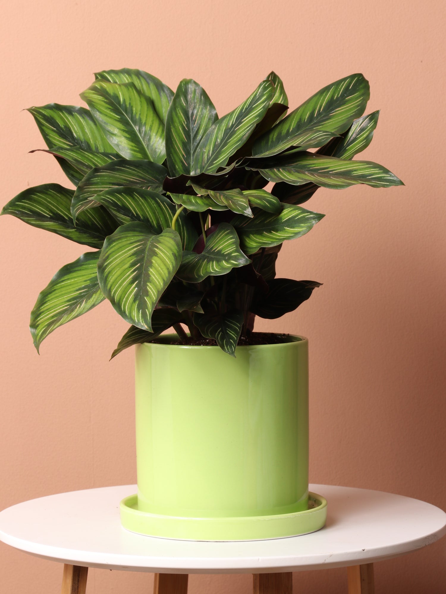 pot friendly plants Pet-friendly Plant Bundle – Dahing Plants