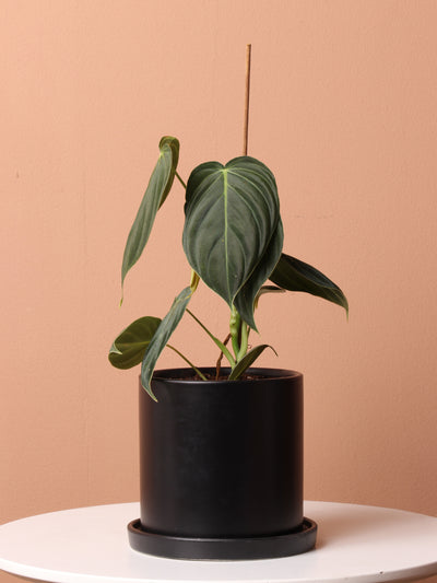Small Philodendron Micans