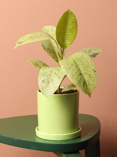 Small Ficus 'Moonshine'