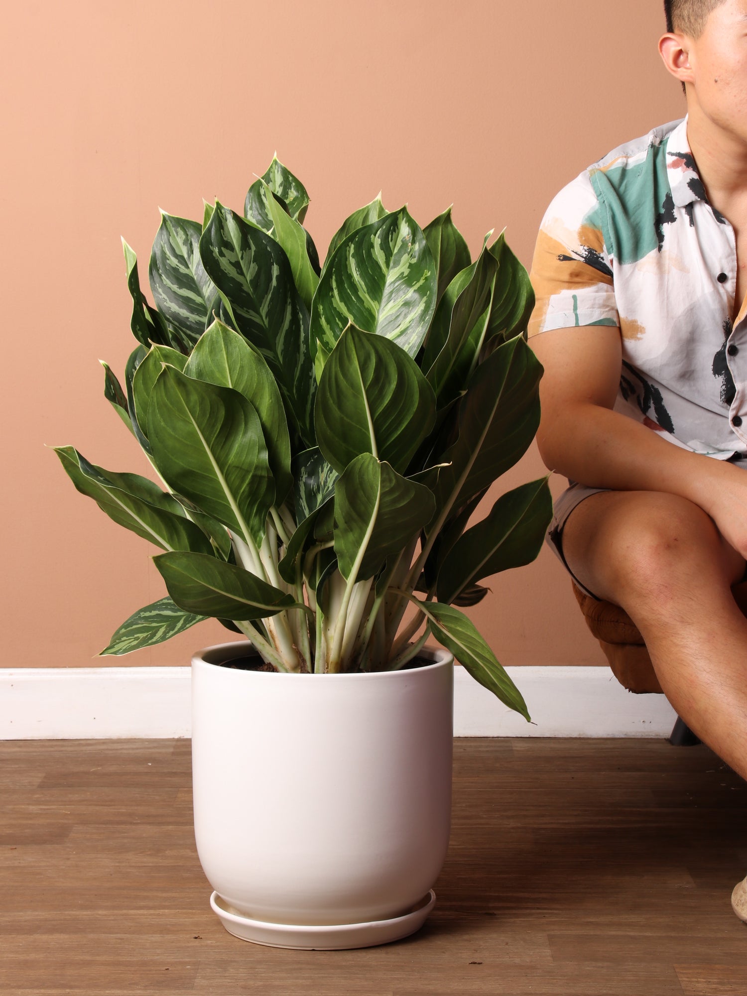 white lightning aglaonema white stem Large Aglaonema 'White Stem'