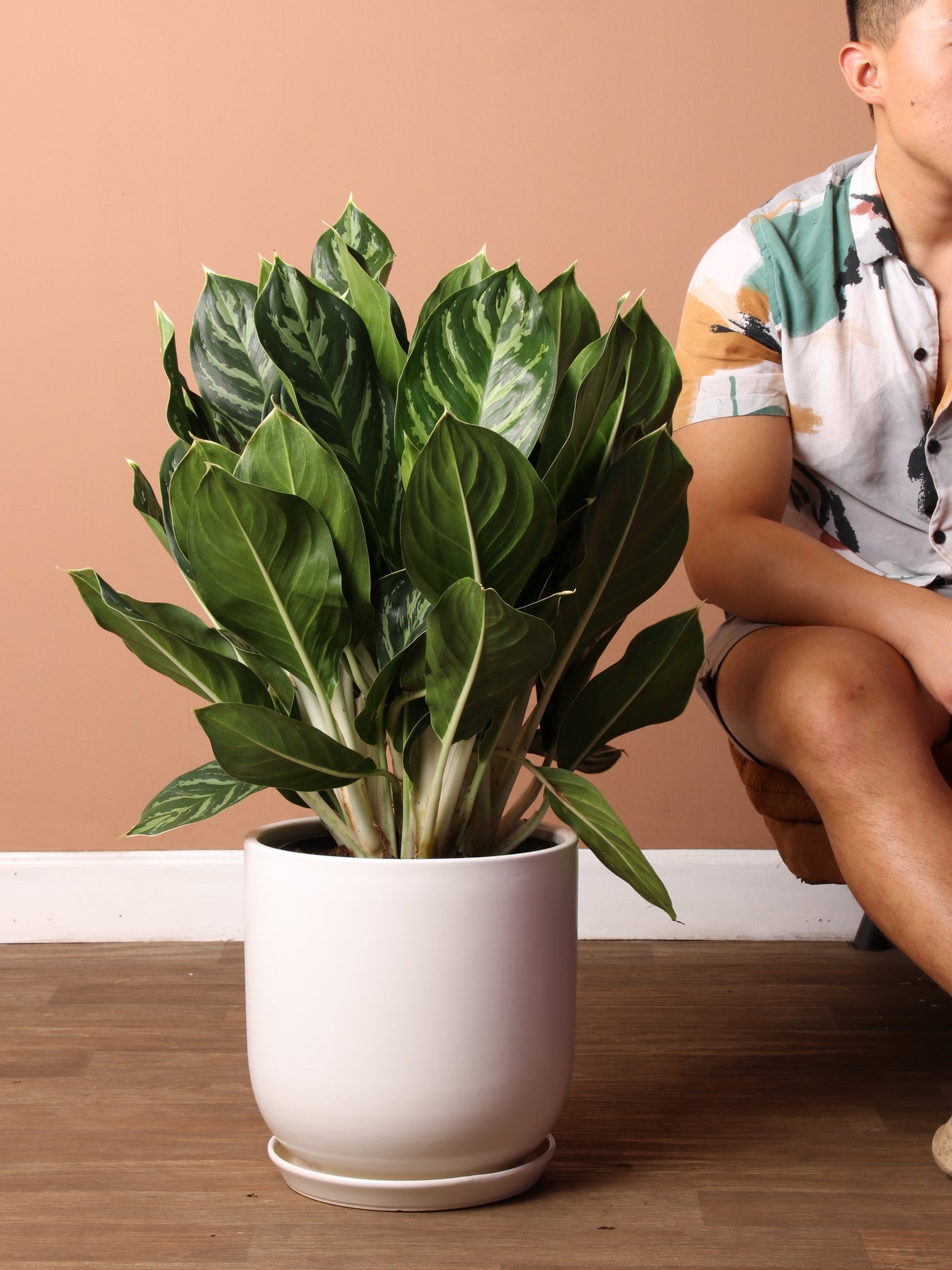 Large Aglaonema 'White Stem'