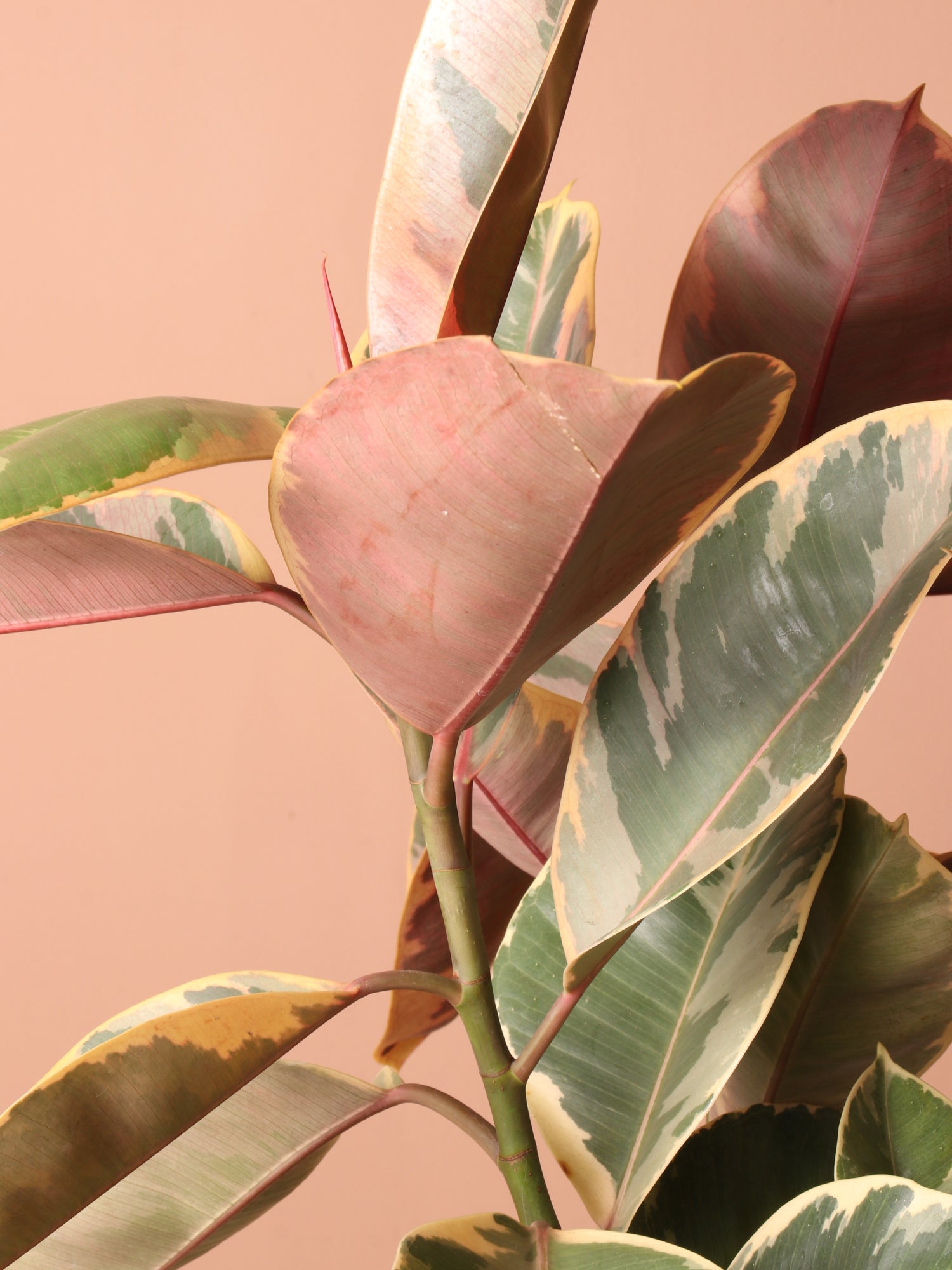 Large Ruby Rubber Tree Std
