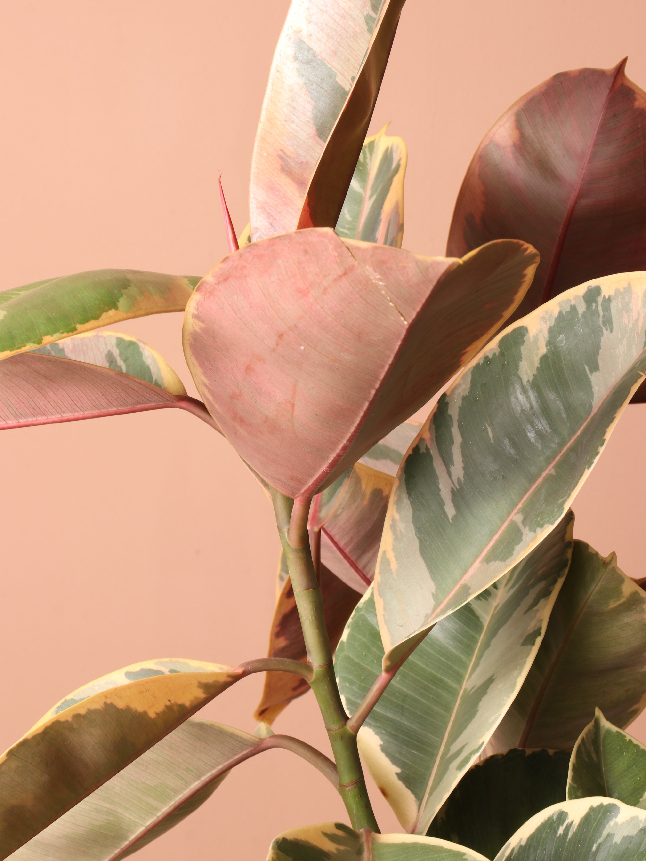 Large Ruby Rubber Tree Std