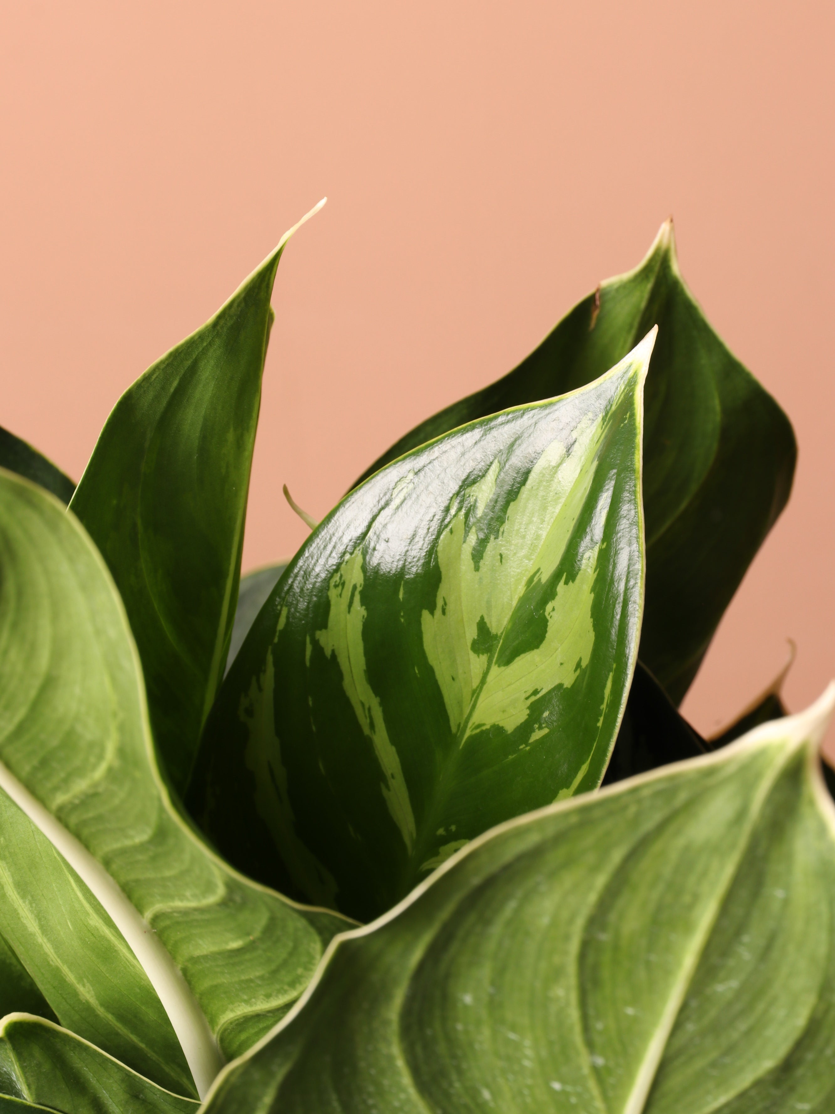 aglaonema solid stripes white 3-5 FT Aglaonema 'White Stem' – Dahing Plants
