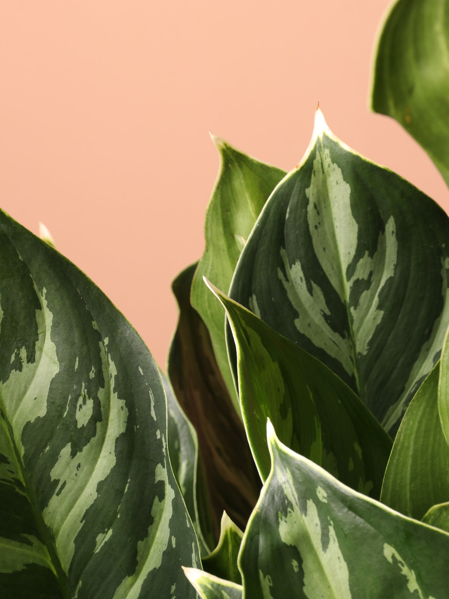 large aglaonema Large Aglaonema 'White Stem'