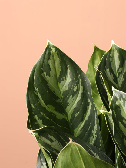 aglaonema solid stripes white 3-5 FT Aglaonema 'White Stem' – Dahing Plants