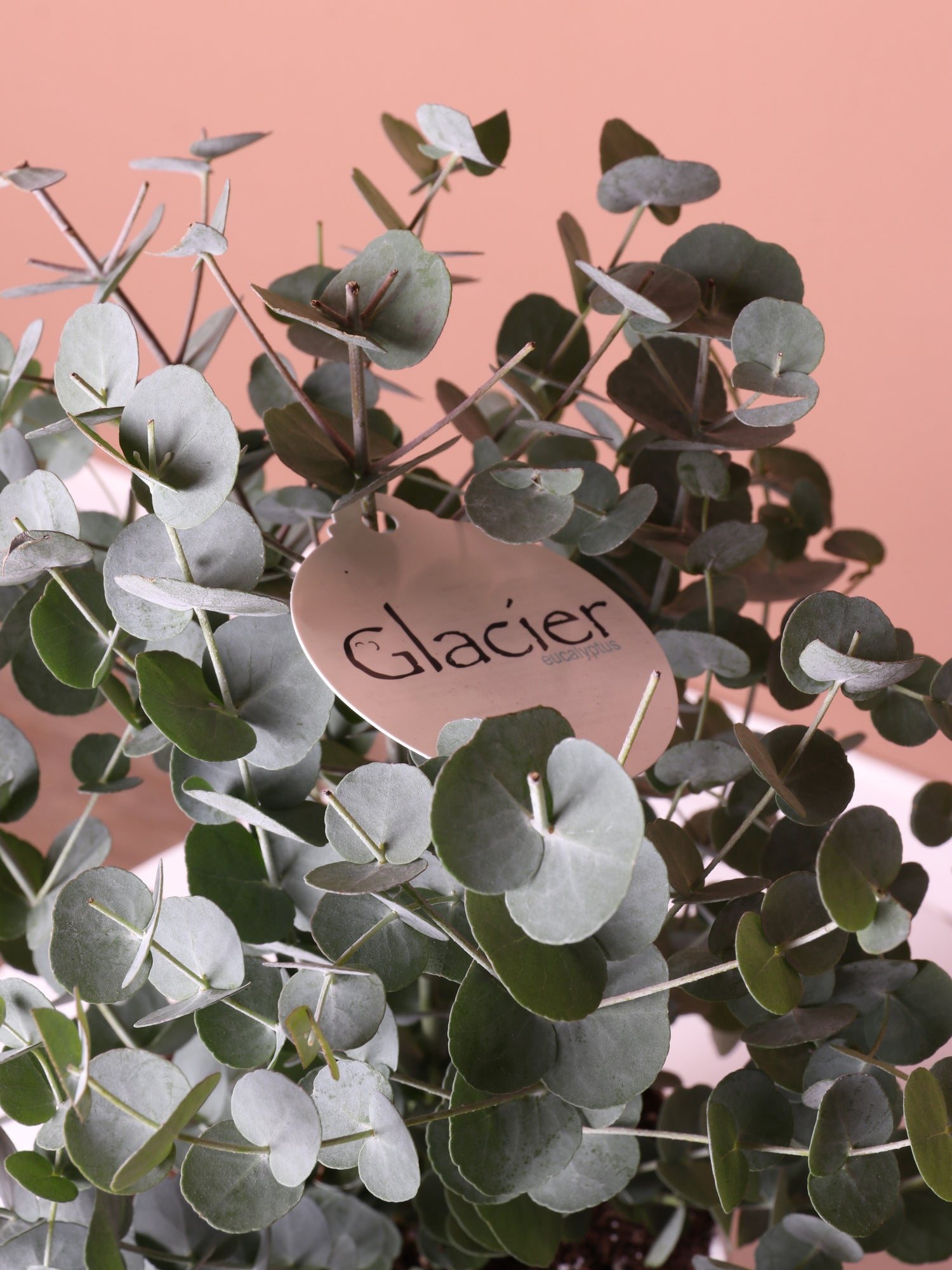 silver dollar eucalyptus potted plant Buy Silver Dollar Plant (Eucalyptus) Online | Easy Care Plant