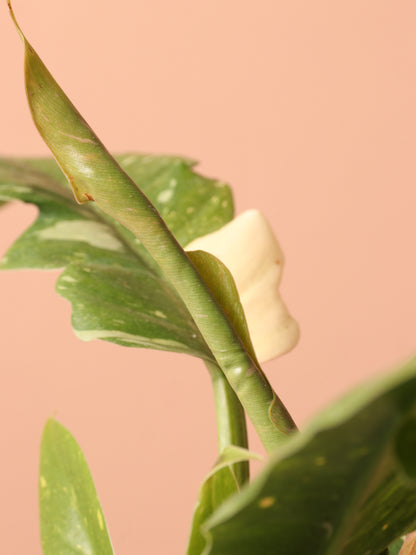 Small Philodendron &