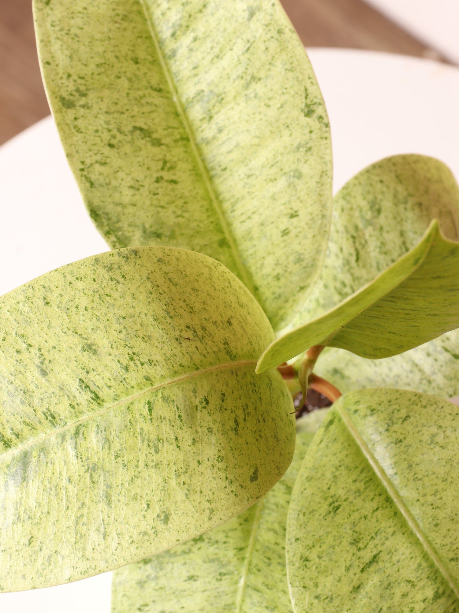 Small Ficus &