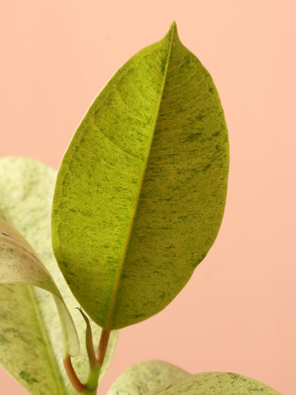 Small Ficus &