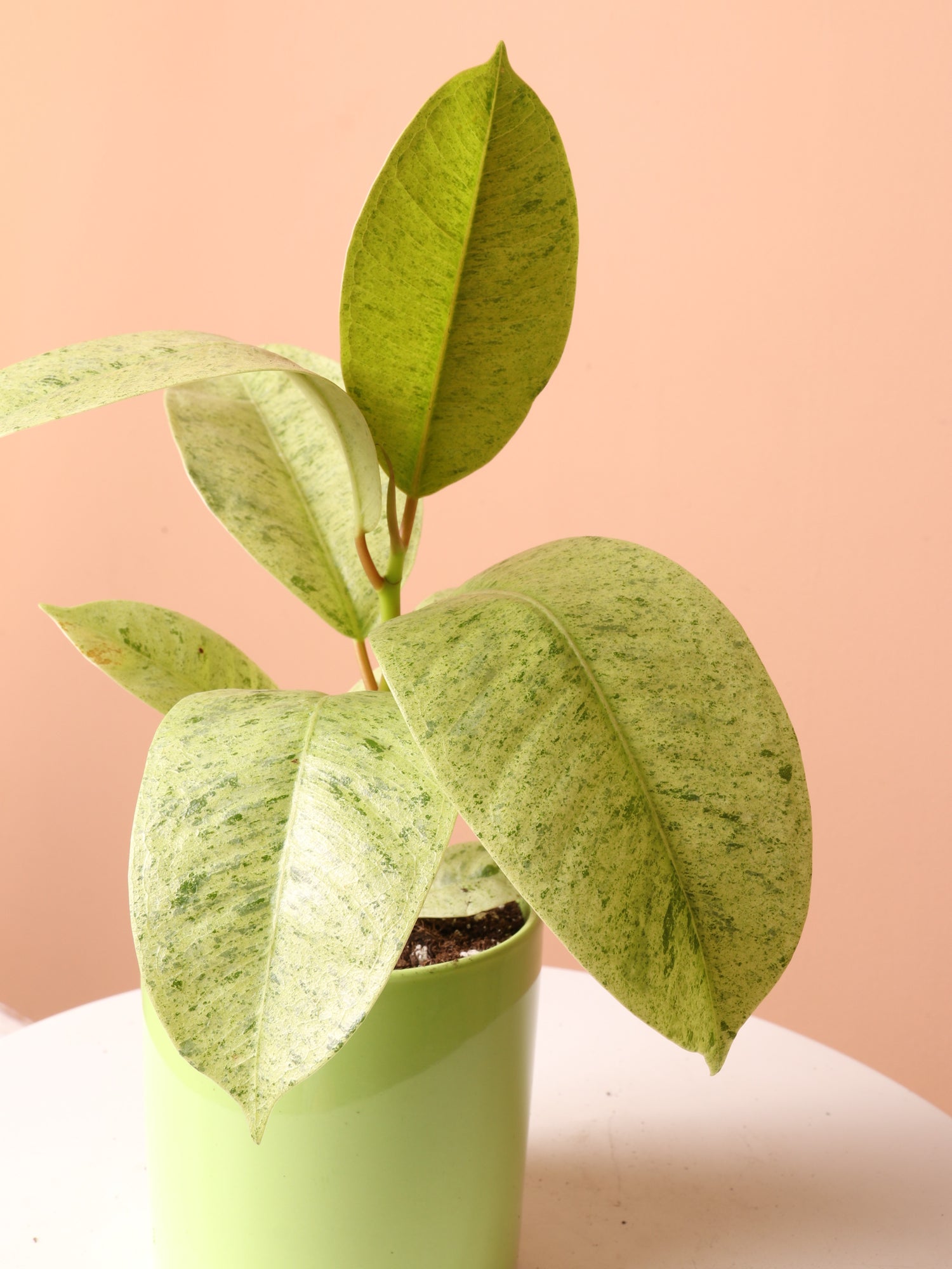 Small Ficus &