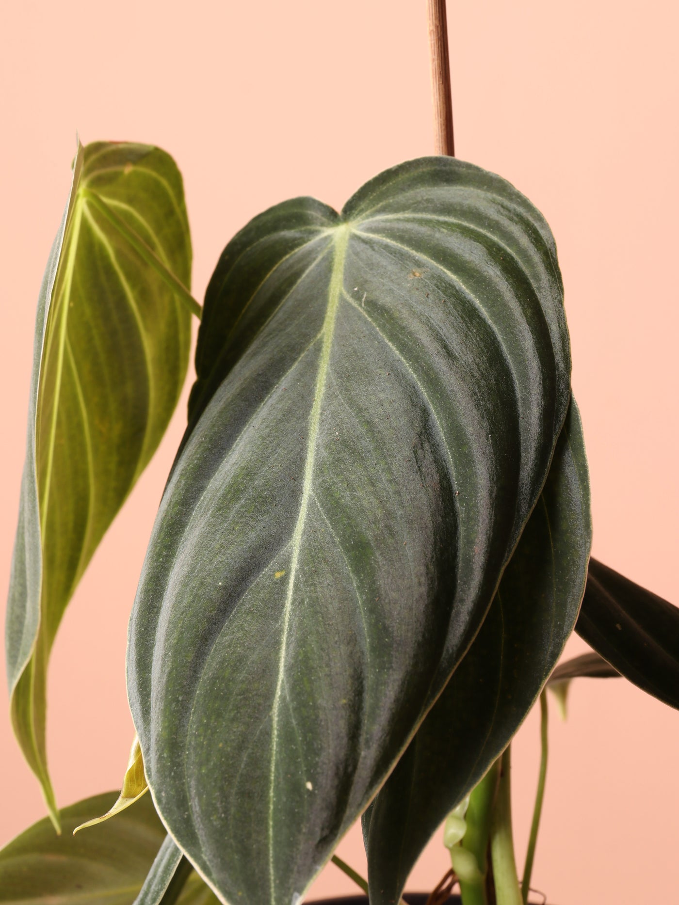 Small Philodendron Micans