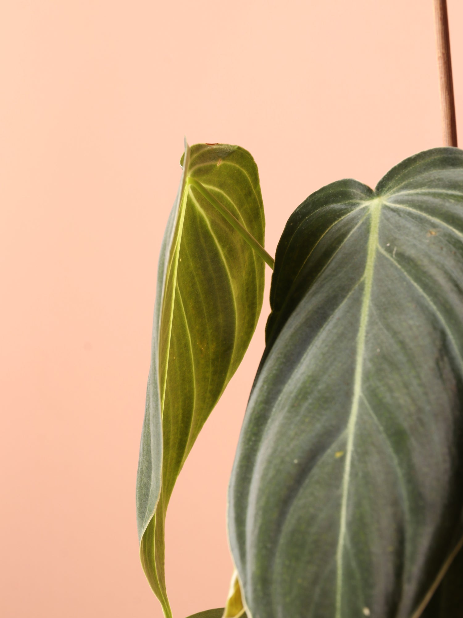 Small Philodendron Micans