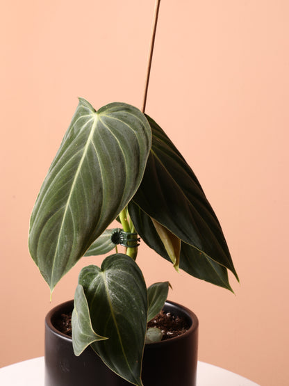 Small Philodendron Micans