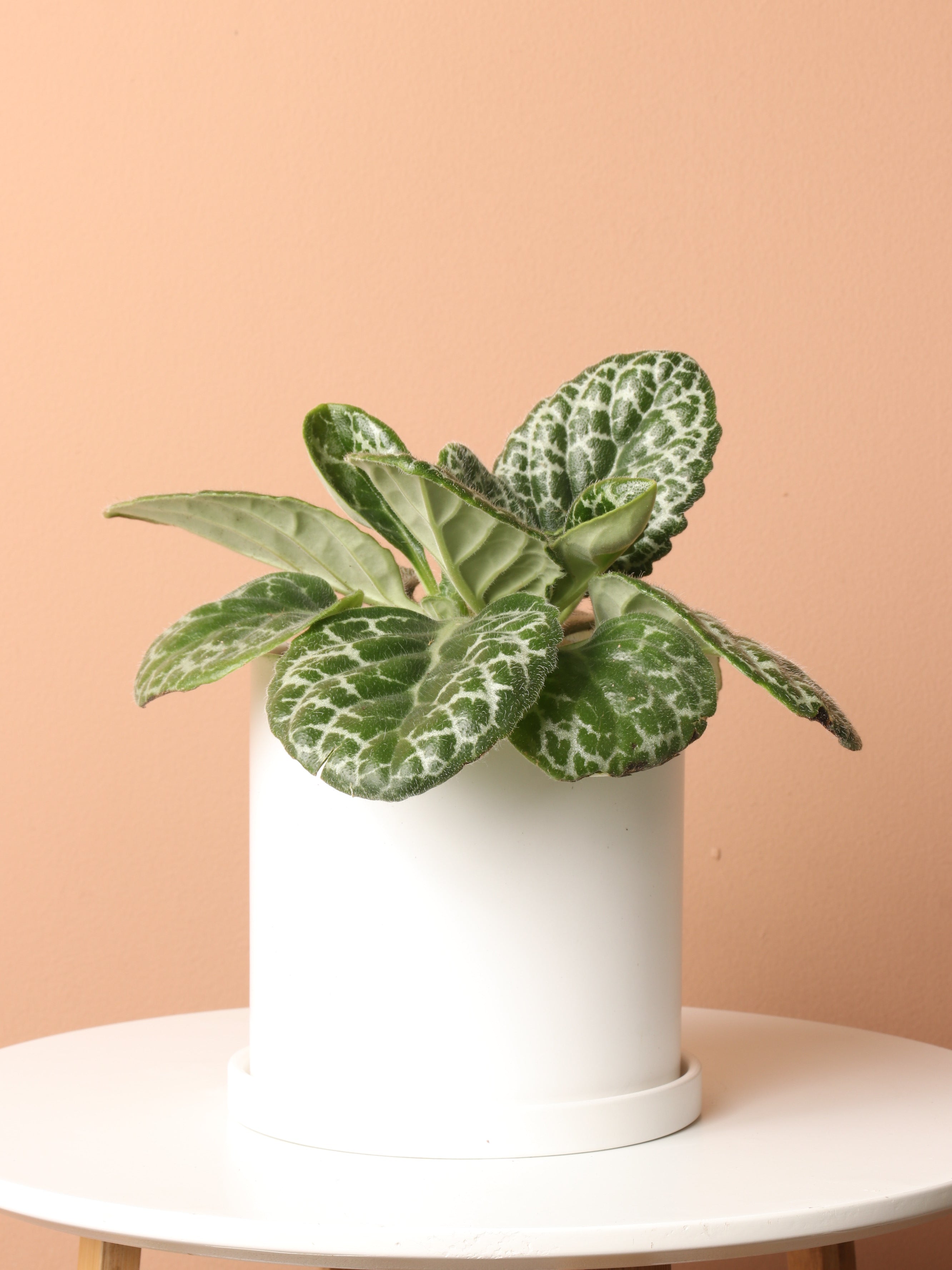 Medium Pretty Turtle Plant (Streptocarpus 'Pretty Turtle') – Dahing Plants