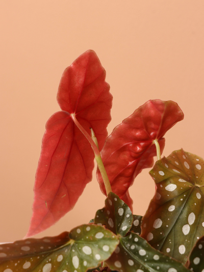 Small Angel Wing Begonia